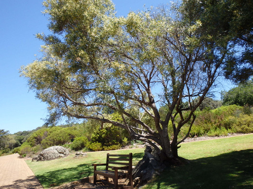 Kirstenbosch National Botanical Garden.